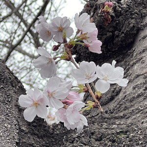 釜山 櫻花打卡點