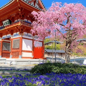 櫻花美景