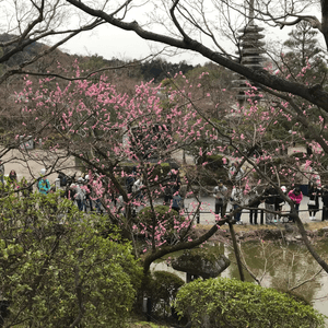 櫻花🌸配湖景