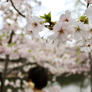 日本岡山🍑古式街景🏘️櫻花🌸和服👘水鄉❣️