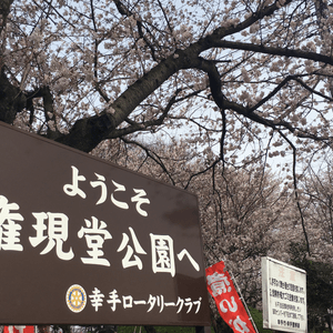 權現堂公園賞櫻🌸