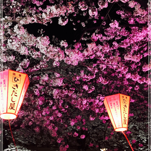 東京目黑川夜櫻🌸✨