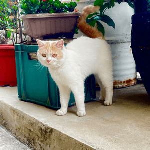 大澳 白貓貓