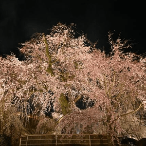 丸山公园的祇园夜樱