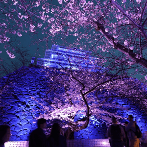 舞鶴公園夜樱