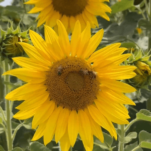 太陽花