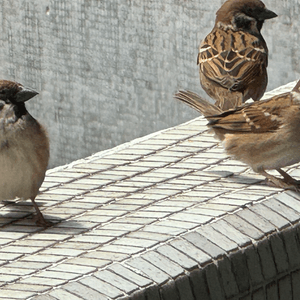 群鳴嘹亮：麻雀