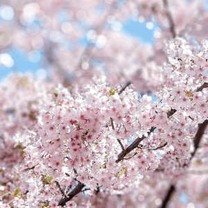 3月中的東京櫻花