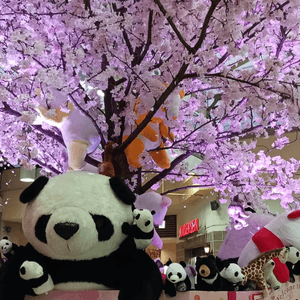 上野公園 櫻花與熊貓