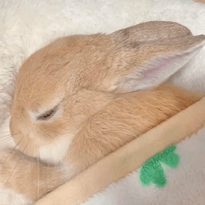 乖乖睡覺的小兔兔
