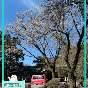 霧島神宮賞櫻🌸