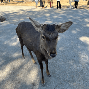 奈良公園