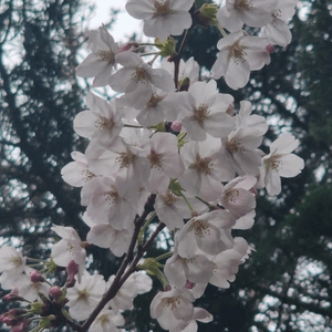 釜山櫻花