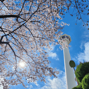 櫻花樹下的釜山塔