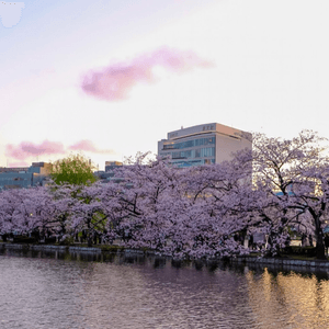 賞櫻🌸