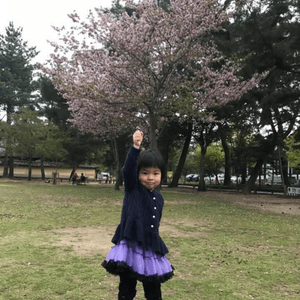 樱花之旅-去奈良公園，一邊欣賞樱花靚景、一邊餵鹿，親親大自然