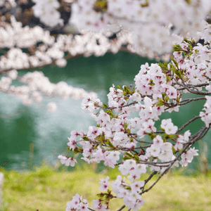 美美的樱花樹😍😍😍
