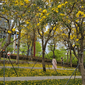 賞花好季節