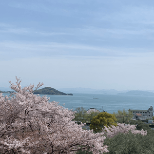 富士山下的櫻花