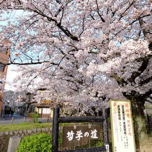 京都 哲學之道