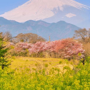 一次過睇富士山、櫻花、油菜花😍😍😍😍