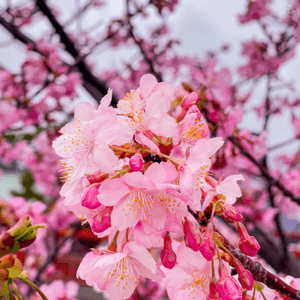 日本靜岡🌸🌸最早開既櫻花