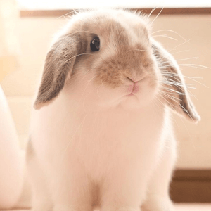 朋友家的寵物兔