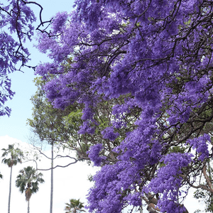 【旅遊澳洲】悉尼期間限定藍花楹步道 - Kirribilli