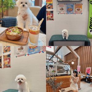 銅鑼灣🐶復古風寵物友善cafe