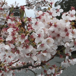 櫻花🌸盛開