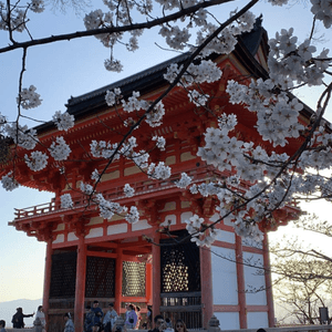 日本之行🌸賞櫻地標～京都清水寺