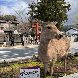 奈良公園半日遊