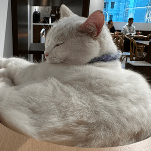 可愛貓貓睡午覺