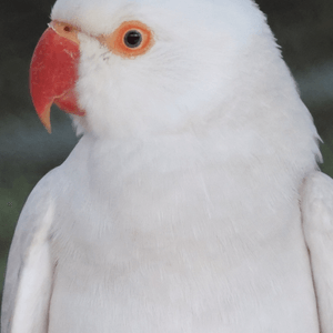 White Rose-ringed Parakeet
...