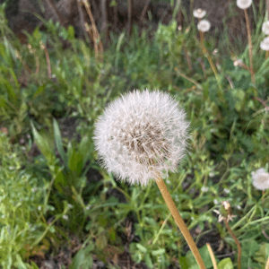 4月是蒲公英的季節