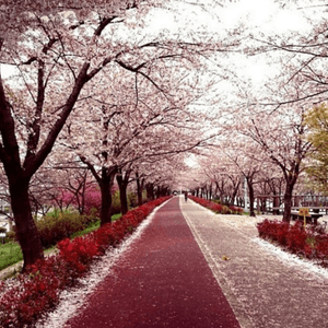 韓遊櫻花園