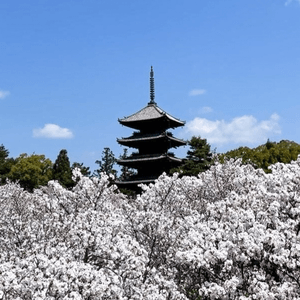 「御室櫻」京都最晚開嘅櫻花🌸