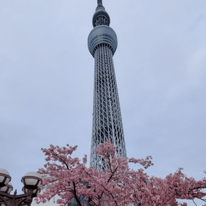 晴空塔與櫻花