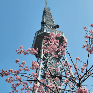小眾景點：名古屋電視塔前的櫻花🌸
