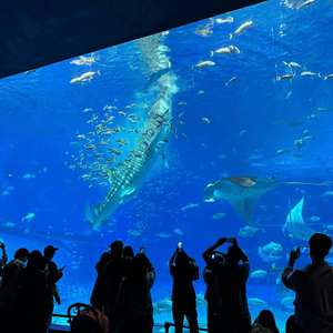 沖繩美麗海水族館 Okinawa Churaumi Aquarium