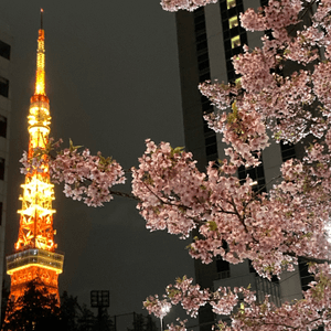 東京之旅 櫻花合集