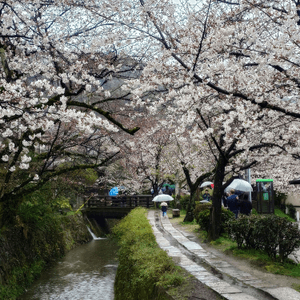 4月3日 京都 哲學之道 桜