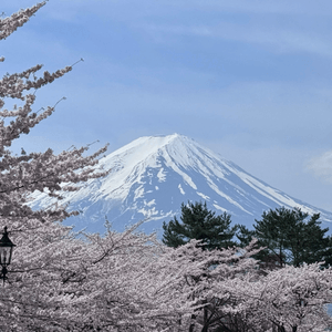 富士山🗻櫻花🌸get