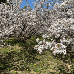 「御室櫻」長得比較矮，花朵茂密，顏色偏白