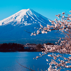 富士山櫻花之旅