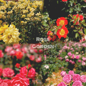 首爾rose garden 
