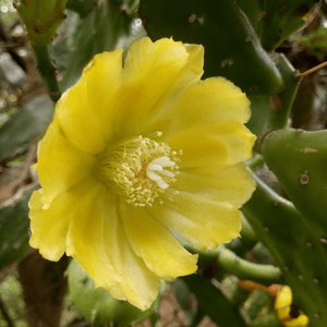 仙人掌花期到