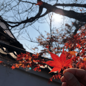 京都紅葉