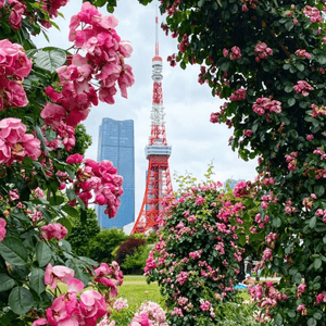 五月限定🎌一年一度玫瑰花の浪漫💕東京鐵塔🌹