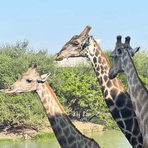 52度高溫點樣安排動物園行程？